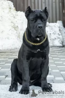 Photo №3. Cane Corso. Russian Federation