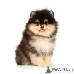 Photo №2 to announcement № 110488 for the sale of german spitz, pomeranian, finnish spitz - buy in Russian Federation private announcement, breeder