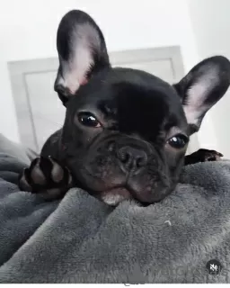 Additional photos: Beautiful french bulldog puppies for sale male and female