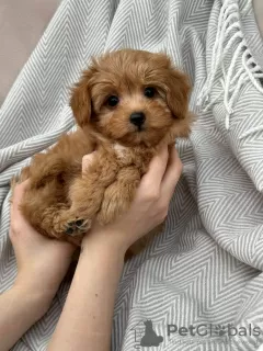 Photo №3. MALTIPOO TEACUP PUPPY. United States