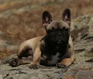 Photo №2 to announcement № 71932 for the sale of french bulldog - buy in Ukraine private announcement, from nursery, breeder