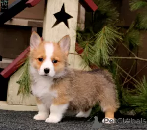 Photo №3. KC registered tricolour Pembs corgi boys. Germany