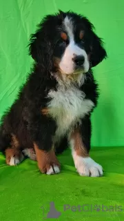 Additional photos: Bernese Mountain Dog