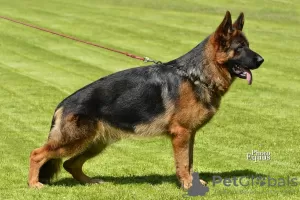 Additional photos: Beautiful GSD puppies from Europe for sale