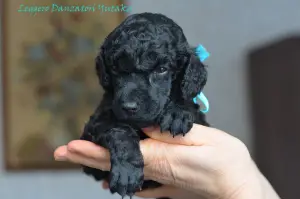 Photo №2 to announcement № 1407 for the sale of poodle (toy) - buy in Russian Federation from nursery