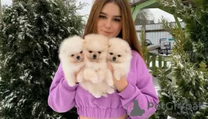 Photo №2 to announcement № 129806 for the sale of pomeranian - buy in Germany private announcement