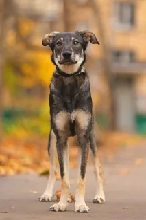 Additional photos: Greyka in search of his family and his best home