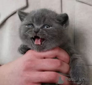 Photo №1. scottish fold - for sale in the city of San Diego | 350$ | Announcement № 102293