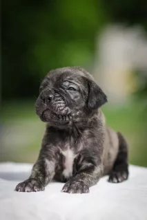 Additional photos: Charming puppies Cane Corso