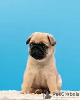 Photo №2 to announcement № 16299 for the sale of pug - buy in Russian Federation breeder