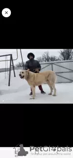 Additional photos: Puppies of the Central Asian Shepherd Dog