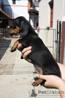 Additional photos: dachshund