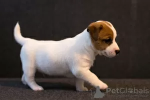 Additional photos: Jack Russell Terrier puppy