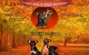 Photo №3. Wonderful little Zwergpinscher breeds are offered for reservation.. Russian Federation