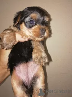 Additional photos: Baby-face Yorkie puppies looking for a new home.