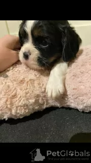 Photo №3. Cavalier King Charles spaniel Puppies. France