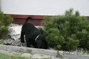 Additional photos: Medium Schnauzer black FCI pedigree puppies