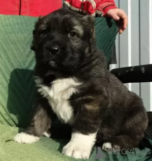 Additional photos: Central Asian Shepherd puppies