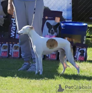 Photo №3. Whippet male for breeding in Russian Federation. Announcement № 123326