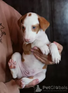 Additional photos: Podenco Ibicenco puppies.