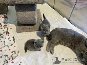 Photo №1. british shorthair - for sale in the city of Zaventem | Is free | Announcement № 129686