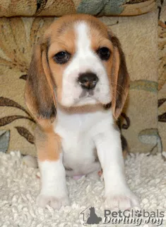 Photo №2 to announcement № 7586 for the sale of beagle - buy in Ukraine from nursery