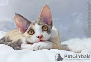 Photo №1. devon rex - for sale in the city of Тихорецк | negotiated | Announcement № 11100