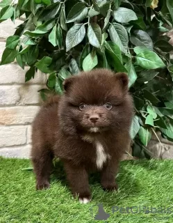 Additional photos: pomeranian puppies