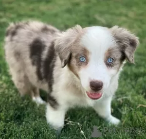 Photo №1. australian shepherd - for sale in the city of Pilsen | Is free | Announcement № 120803