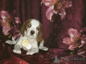 Additional photos: Beagle puppy of rare bicolor color