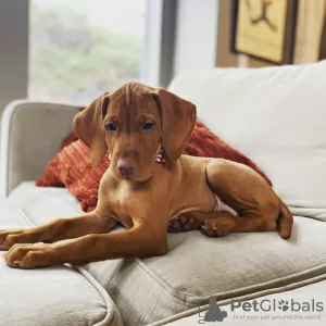 Photo №1. vizsla - for sale in the city of Bucharest | Is free | Announcement № 109542