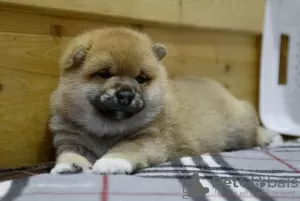 Photo №2 to announcement № 124604 for the sale of shiba inu - buy in Belarus from nursery