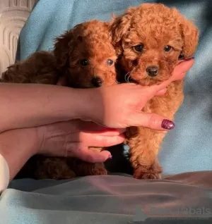 Photo №1. poodle (toy) - for sale in the city of Брауншвейг | 188$ | Announcement № 130001