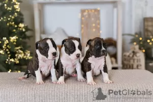 Additional photos: American Staffordshire Terrier puppies