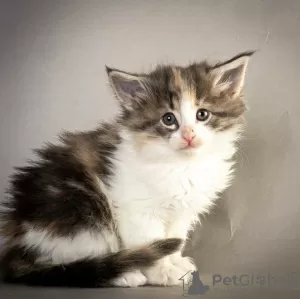 Photo №1. american curl - for sale in the city of Peer | Is free | Announcement № 128935