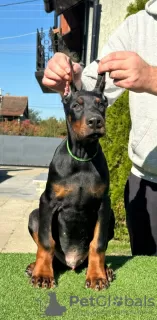 Additional photos: Doberman puppies for sale