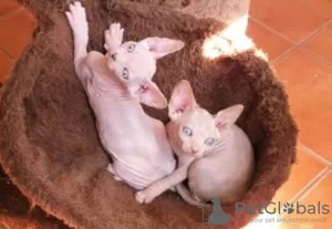 Photo №1. sphynx-katze - for sale in the city of Dalsbruk | Is free | Announcement № 129392