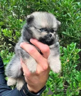 Photo №4. I will sell pomeranian in the city of Kula.  - price - negotiated