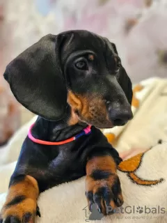 Additional photos: Dachshund UCI standard