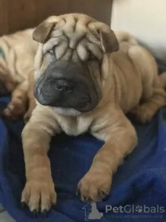 Additional photos: 3 szczenięta Shar Pei na sprzedaż