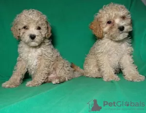 Additional photos: Real maltipu puppies (toy poodle). Boys.