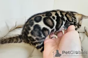 Photo №2 to announcement № 105196 for the sale of bengal cat - buy in Russian Federation from nursery, breeder