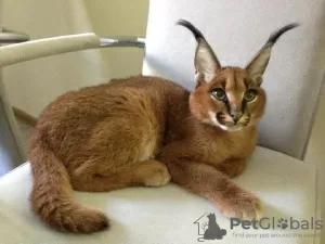 Photo №1. caracal - for sale in the city of Duisburg | Is free | Announcement № 99637