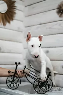 Photo №4. I will sell bull terrier in the city of Несвиж. private announcement - price - 900$