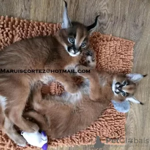 Photo №3. Amazing Caracal Cats and Kittens Here. United Kingdom