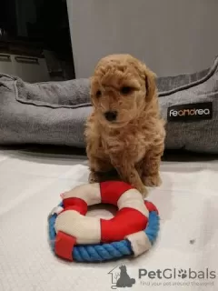 Photo №3. Toy Poodle puppies for sale. Germany