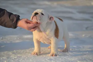 Photo №4. I will sell english bulldog in the city of Kandalaksha. breeder - price - 584$