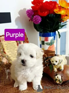 Photo №2 to announcement № 102542 for the sale of maltese dog, maltipu - buy in United States private announcement, breeder