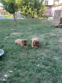 Photo №3. Dogue de Bordeaux puppies. Serbia