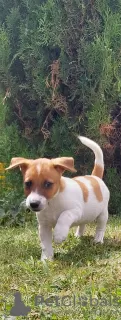 Photo №2 to announcement № 62731 for the sale of jack russell terrier - buy in Poland breeder